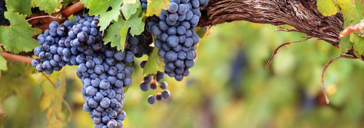 cesanese grapes vigneto vini del lazio