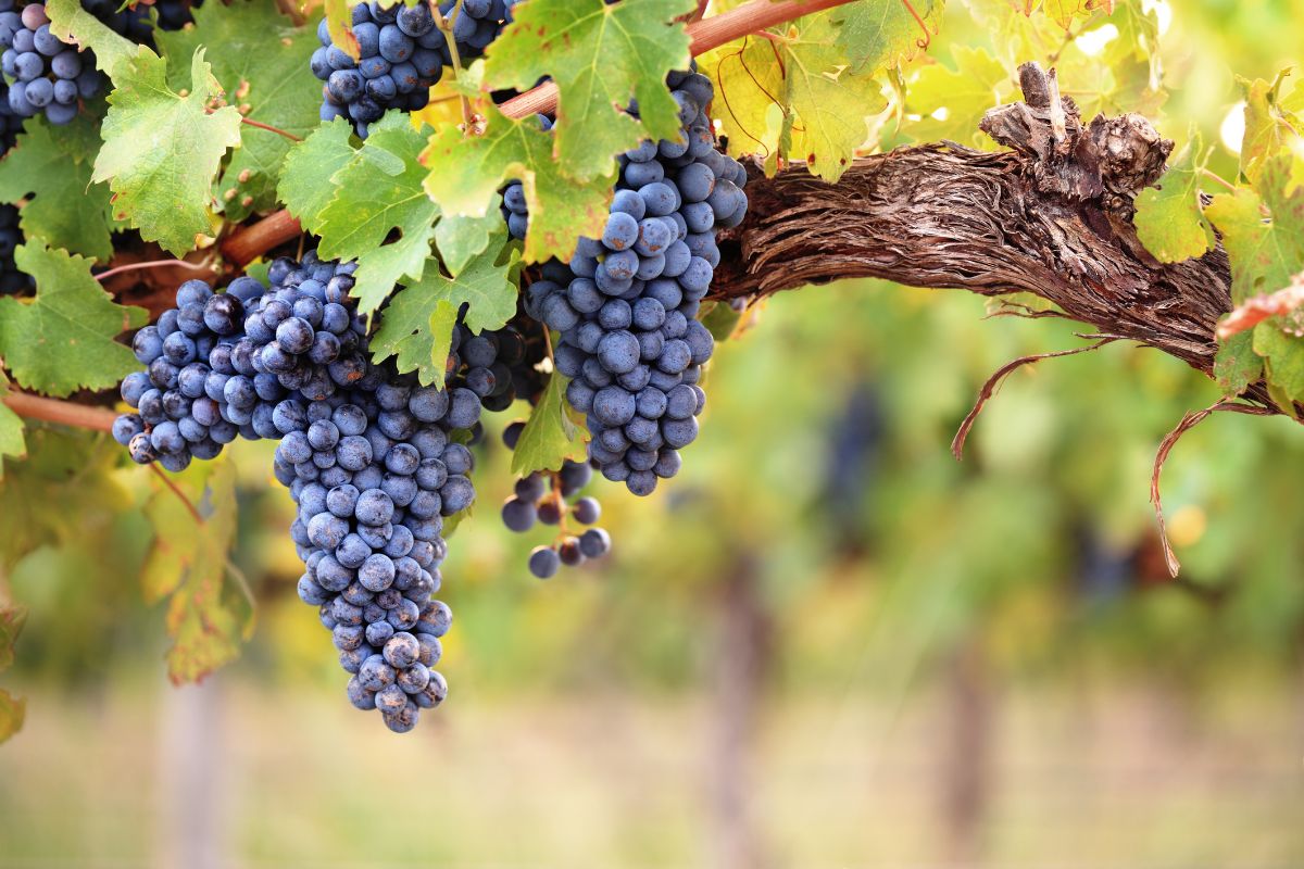 cesanese grapes vigneto latium winesvini del lazio