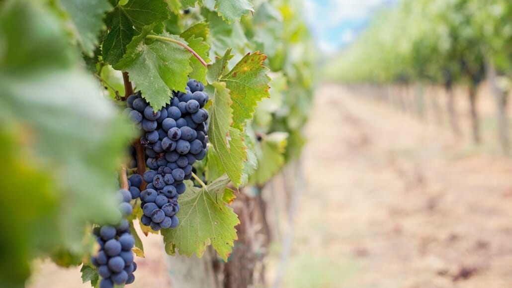 nebbiolo wine chiavennasca