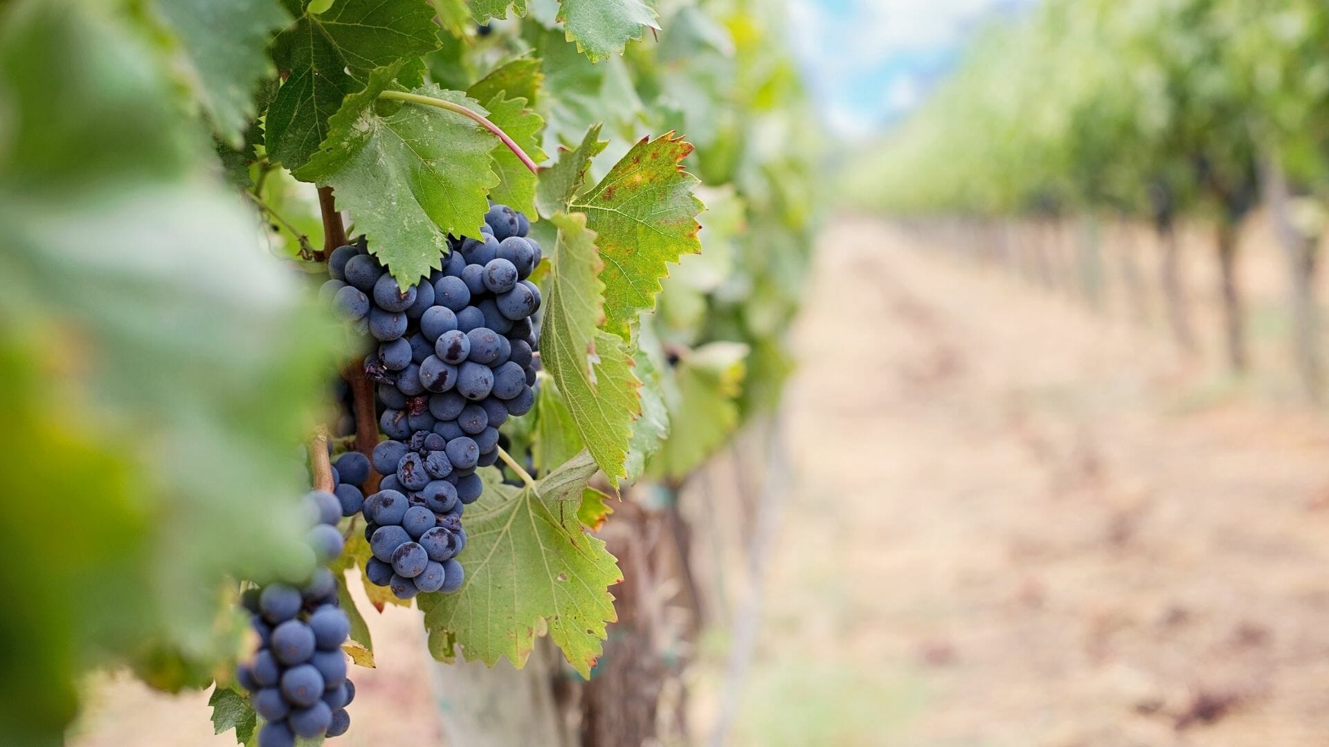 nebbiolo wine chiavennasca