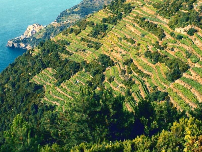 Liguria viticoltura eroica - vineyards in Liguria region