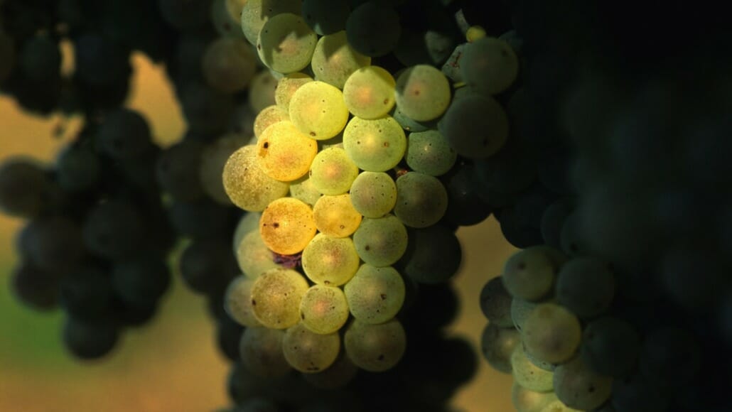 uva bellone wine lazio vino