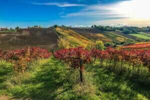 EMILIA ROMAGNA WINES - VINI EMILIANI E ROMAGNOLI LAMBRUSCO