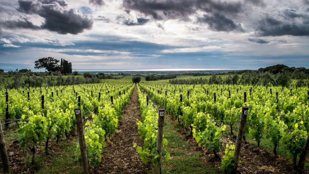 bolgheri sassicaia ornellaia