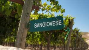 sangiovese vigneti vineyards