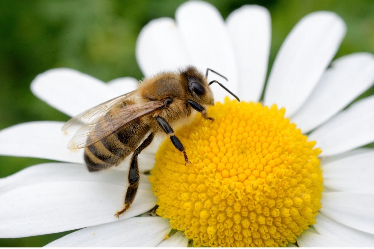 world bee day