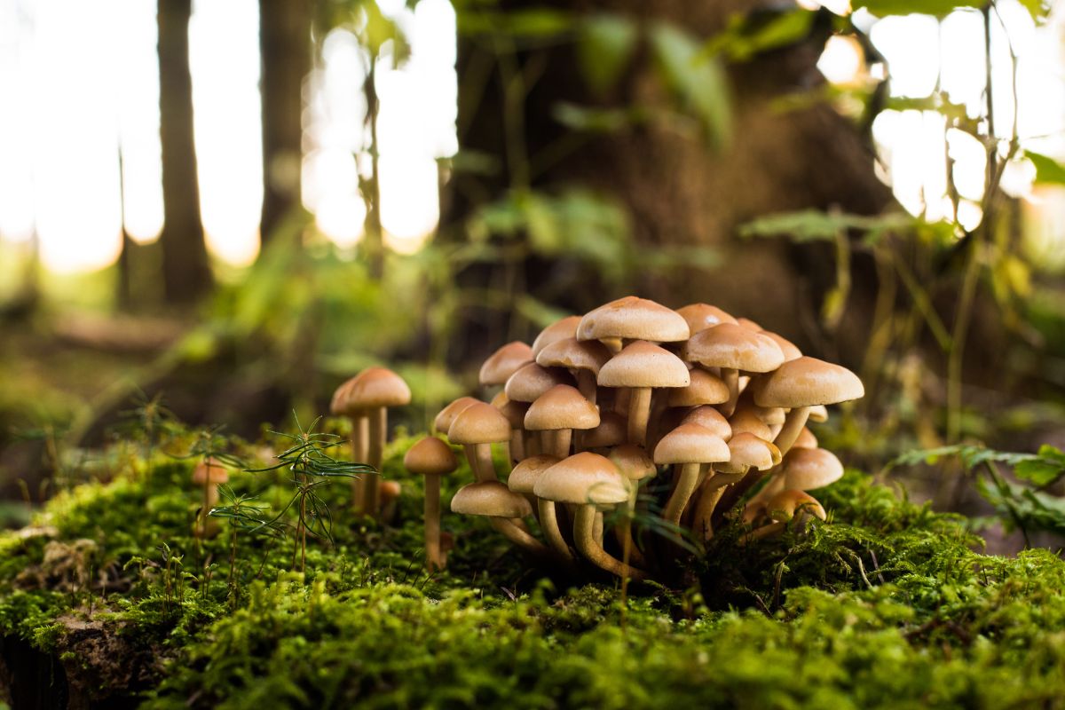 FUNGHI CHIODINO