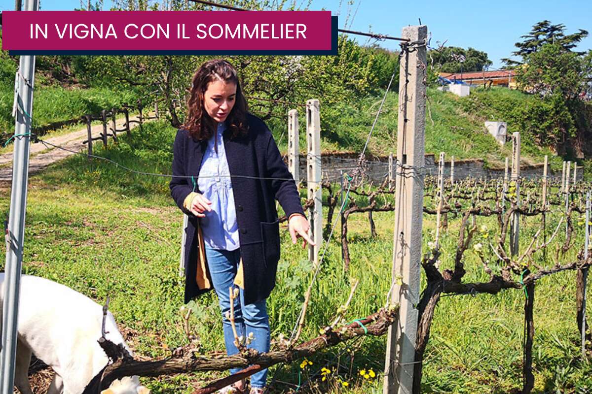 family vineyard