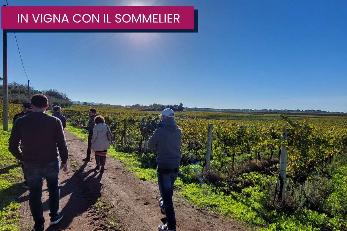 family vineyard (2)