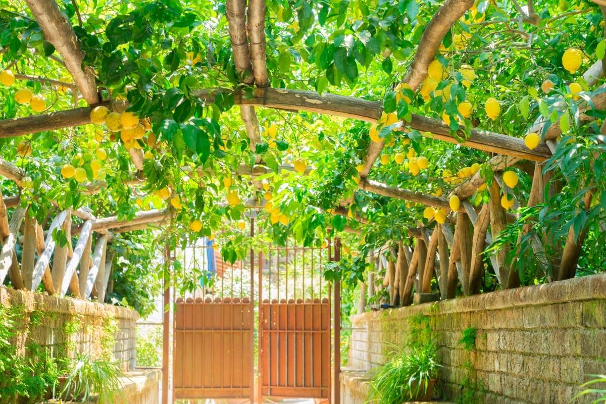 _lemons sorrento food guide what to eat gourmetaly food tours