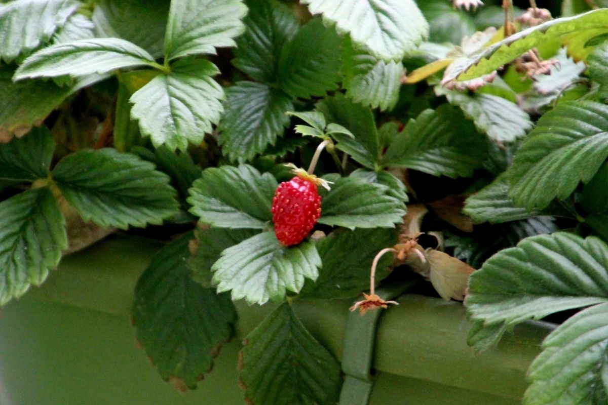 fragoline di bosco di nemi post blog gourmetaly strawberry 2